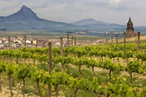 Rows of grape vines in the foreground frame the traditional village of Elvillar with