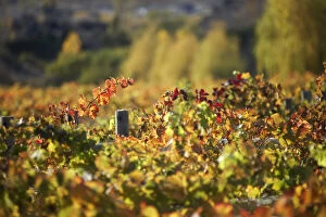 Rows of Pinot Noir Vines in Autumn, Domain Road Vineyard, Bannockburn, Central Otago