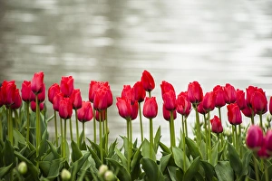 Images Dated 20th April 2012: Rows of red tulips are bright against the bright lake background