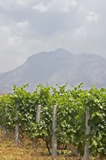 Bunch Prints: Rows of vines. Vines trained high on wires supported by concrete pillars poles