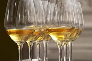 two rows of wine tasting glasses with lucious golden sweet white wine from Uroulat