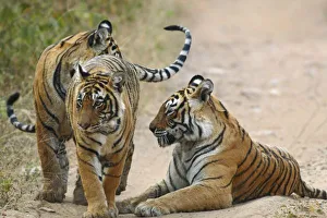 Images Dated 29th November 2007: Royal Bengal Tiger