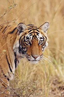 Bagh Prints: Royal Bengal Tiger