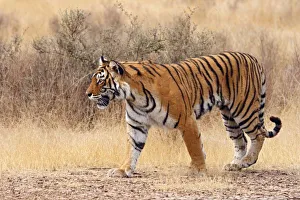 Images Dated 10th March 2008: Royal Bengal Tiger