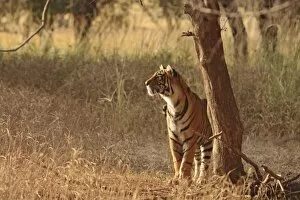 Images Dated 1st December 2007: Royal Bengal Tiger