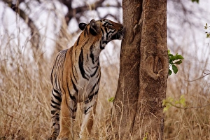 Images Dated 14th April 2012: Royal Bengal Tiger, catching the scent, Tadoba Andheri Tiger Reserve, India