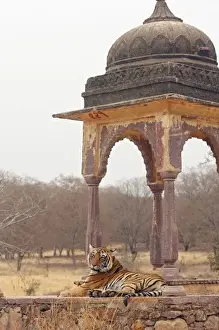 Looking At Camera Prints: Royal Bengal Tiger at the cenotaph, Ranthambhor National Park, India