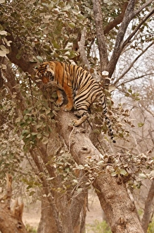 Climbing Prints: Royal Bengal Tiger climbing up the tree, Ranthambhor National Park, India