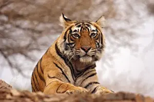 Bagh Prints: Royal Bengal Tiger - a close up, Ranthambhor National Park, India