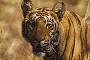 Images Dated 16th April 2012: Royal Bengal Tiger, a close up, Tadoba Andheri Tiger Reserve, India