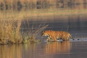 Royal Bengal Tiger coming out of lake Rajbagh, Ranthambhor National Park, India