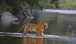Images Dated 4th June 2009: Royal Bengal Tiger, crossing the river Ramganga