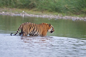 Pebble Prints: Royal Bengal Tiger, crossing the river Ramganga
