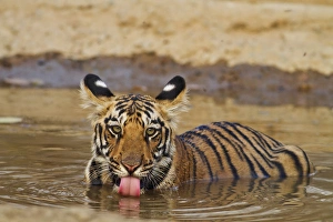 Royal Bengal Tiger cub, drinking water in the waterhole, Tadoba Andheri Tiger Reserve