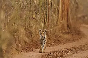 Tadoba National Park Prints: Royal Bengal Tiger cub on the move, Tadoba Andheri Tiger Reserve, India