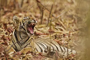 Royal Bengal Tiger cub yawning, Tadoba Andheri Tiger Reserve, India