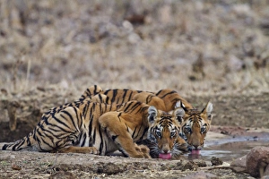 Royal Bengal Tiger cubs at the waterhole, Tadoba Andheri Tiger Reserve, India