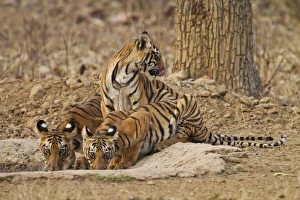 Images Dated 12th April 2010: Royal Bengal Tiger cubs at the waterhole, Tadoba Andheri Tiger Reserve, India