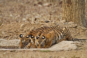 Royal Bengal Tiger cubs at the waterhole, Tadoba Andheri Tiger Reserve, India