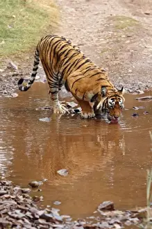 Bagh Prints: Royal Bengal Tiger drinking water at the rain-filled poodle