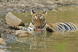 Royal Bengal Tiger, drinking at the waterhole, Tadoba Andheri Tiger Reserve, India Royal Bengal Tiger, drinking at the waterhole, Tadoba Andheri Tiger Reserve, India