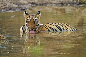 Royal Bengal Tiger, drinking at the waterhole, Tadoba Andheri Tiger Reserve, India