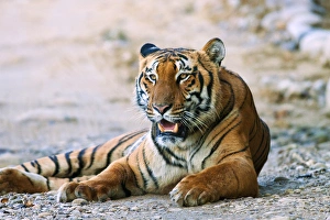 Royal Bengal Tiger (male) on the riverbed of Ramganga river, Corbett National Park
