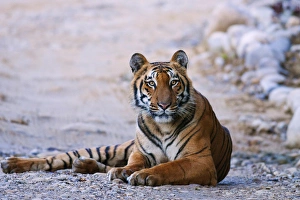 Royal Bengal Tiger (male) on the riverbed of Ramganga river, Corbett National Park