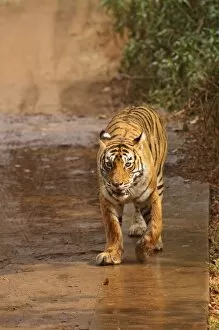 Images Dated 2nd December 2007: Royal Bengal Tiger on Move, Ranthambhor National Park, India