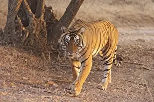 Images Dated 28th November 2007: Royal Bengal Tiger on move, Ranthambhor National Park, India
