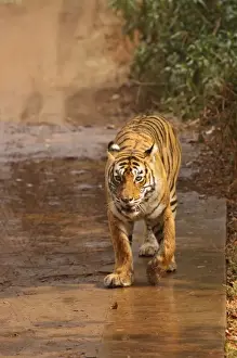 Royal Bengal Tiger on Move, Ranthambhor National Park, India