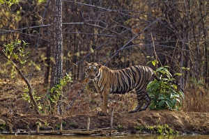 Mammals Prints: Royal Bengal Tiger, near jungle pond, Tadoba Andheri Tiger Reserve, India