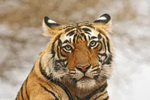 Looking At Camera Prints: Royal Bengal Tiger - a portrait, Ranthambhor National Park, India