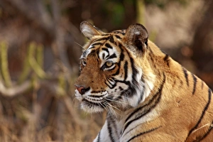 Images Dated 10th March 2008: Royal Bengal Tiger, Ranthambhor National Park, India