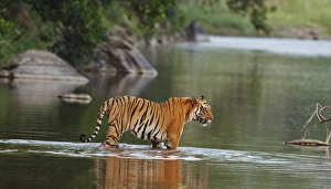Images Dated 4th June 2009: Royal Bengal Tiger, in the river Ramganga