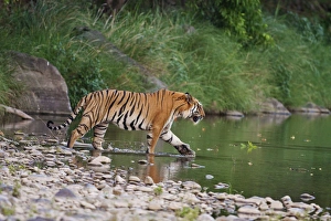 Pebble Prints: Royal Bengal Tiger, in the river Ramganga