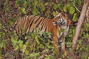 Corbett Prints: Royal Bengal Tiger in the Sal forest