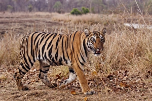 Grassland Prints: Royal Bengal Tiger, in the summer grassland, Tadoba Andheri Tiger Reserve, India