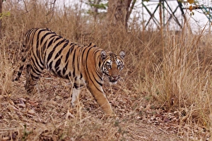 Images Dated 14th April 2012: Royal Bengal Tiger, in the summer grassland, Tadoba Andheri Tiger Reserve, India
