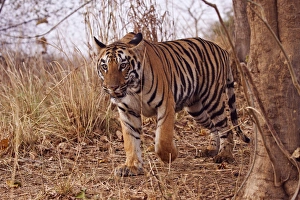 Images Dated 14th April 2012: Royal Bengal Tiger, in the summer grassland, Tadoba Andheri Tiger Reserve, India