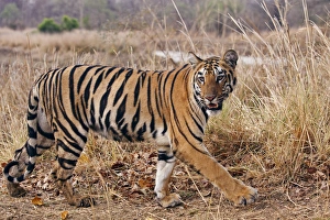 Images Dated 14th April 2012: Royal Bengal Tiger, in the summer grassland, Tadoba Andheri Tiger Reserve, India