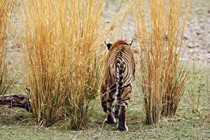 Move Prints: Royal Bengal Tiger out for a walk, Ranthambhor National Park, India