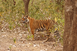 Bagh Prints: Royal Bengal Tiger walking around the bush, Ranthambhor National Park, India