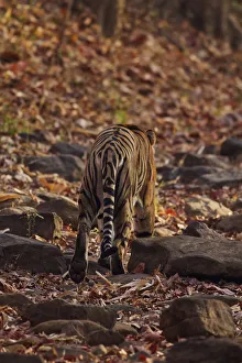 Royal Bengal Tiger, walking on the fallen leaves, Tadoba Andheri Tiger Reserve, India