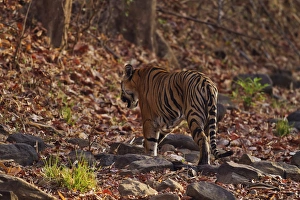 Images Dated 16th April 2012: Royal Bengal Tiger, walking on the fallen leaves, Tadoba Andheri Tiger Reserve, India