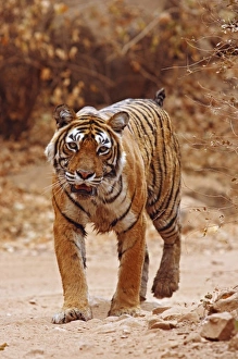 Royal Bengal Tiger walking on the jungle track, Ranthambhor National Park, India