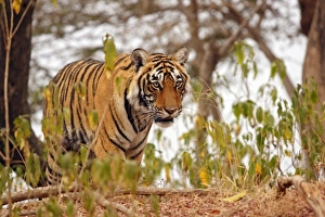 Move Prints: Royal Bengal Tiger walking by the lake side