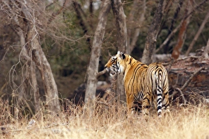 Lookout Prints: Royal Bengal Tiger walking around its territory, Ranthambhor National Park, India