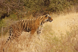 Images Dated 13th March 2008: Royal Bengal Tiger watching from the grassland, Ranthambhor National Park, India