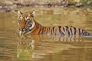 Royal Bengal Tiger at the waterhole, Tadoba Andheri Tiger Reserve